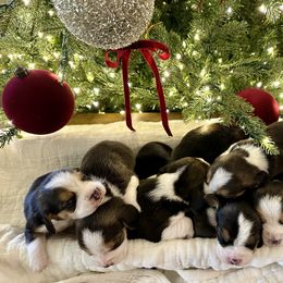 4th Choice - Black white and tan male Beagle puppy in Monticello, Georgia from Beaglelove