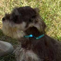 Sun kisses - Wheaten female Miniature Schnauzer puppy in Groesbeck, Texas from Ranch 4M