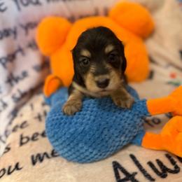 Whitney - Black and cream female Dachshund puppy in Tacoma, Washington from Tiny Dancer Dachshunds