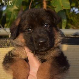 Purple Collar - Black and red female German Shepherd puppy in Orlando, Florida from AceHaven Canines