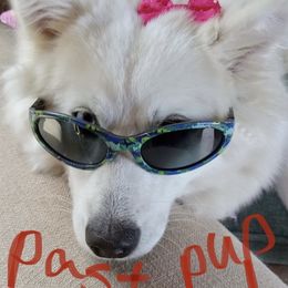 Pomeranian and Pomsky All Grown Up from High Quality Pomeranians