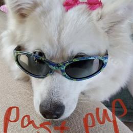 Pomeranian and Pomsky All Grown Up from High Quality Pomeranians