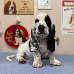 Blitz - Black white and brown male Basset Hound puppy in Pilot Mtn, North Carolina from Lowdown Love Basset Hounds