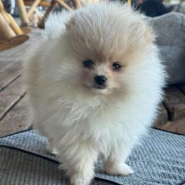 Kasha - Cream female Pomeranian puppy in Colton, Oregon from Shelli’s Pampered Poms