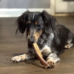 Gravy - Dachshund