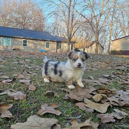 Xena - Blue female Pembroke Welsh Corgi puppy in Norwood, Missouri from McGraw's Paws 🐾