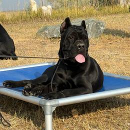 Tiny - Cane Corso