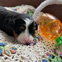 Lady Hyacinth - Tri-color female Bernedoodle puppy in Forsyth, Illinois from Birdies Mini Bernedoodles