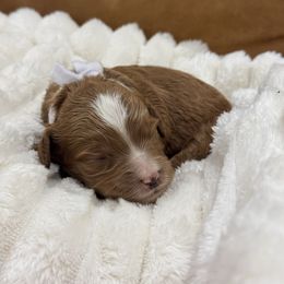 Summit (White collar) - Red  male Goldendoodle puppy in Ruthorfordton, North Carolina from Duncan Doodles Goldendoodles