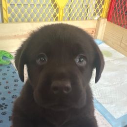 Labrador Retriever Puppies from Oksana Soroka