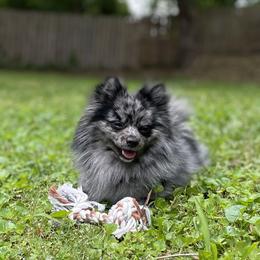 Shadow Moon - Pomeranian
