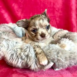 Godiva - Merle female Chihuahua puppy in Mesa, Arizona from Arizona Dream Chihuahuas