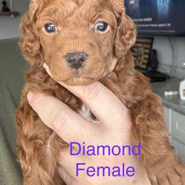 Diamond - Red  female Poodle puppy in Washington from Serendipity Miniature Apricot Poodles