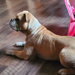 Pancake - Olde English Bulldogge