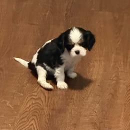 Smaller sweet boy - Tri-color male Cavalier King Charles Spaniel puppy in Clintonville, Wisconsin from Whispering Meadows Performances Horses and Cavalier King Charles Spaniels