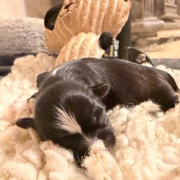 Victor Doom - Black male Shih Tzu puppy in Durham, North Carolina from The 🐾 Tang Clan Chronicle & Nursery