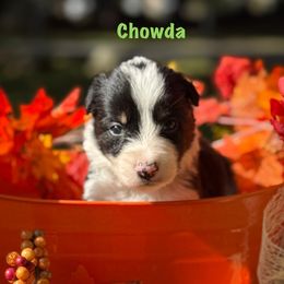 Chowda - Black and white female Border Collie puppy in Coventry, Rhode Island from Michelle's Border Collies
