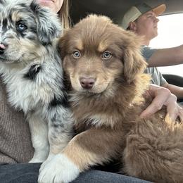 Australian Shepherd Puppies from South Dakota Creekside Australian Shepherds