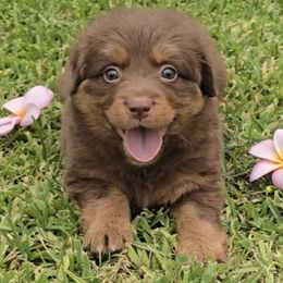 Girl 3 - Red female Australian Shepherd puppy in Azusa, California from Pawfectly Aussies