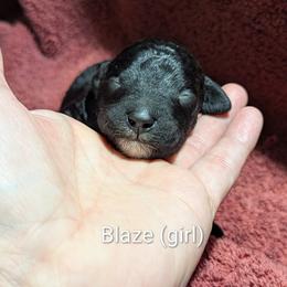 Blaze - Black female Poodle puppy in Vinton, Iowa from Doodles to Love