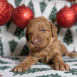 Dawn - Red  female Poodle puppy in Spring Branch, Texas from Mezzo Poodles