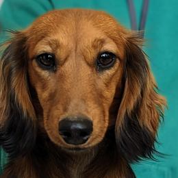 Creamridge Lady Rosie Cotton - Dachshund