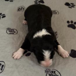 Clove - Black and white male Border Collie puppy in Lakeview, Michigan from Haven Creek Farm