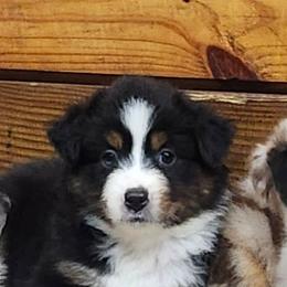 Girl 6 - Black tri female Miniature Australian Shepherd puppy in Hampton, Tennessee from TC Farms Stock Dogs - Miniature Australian Shepherds