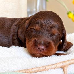 Lexi - Chocolate female Cavapoo puppy in Yuciapa, California from AlltheDoodlez_