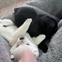 Akc Pearl - Cream female Schipperke puppy in Wagoner, Oklahoma from Melissa Davis
