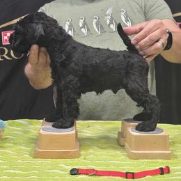 Red - Black male Kerry Blue Terrier puppy in Waddell, Arizona from Lighthouse Kerry Blue Terriers