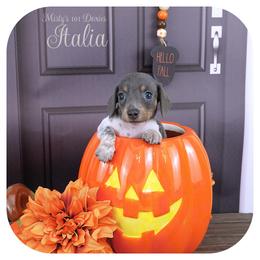 ITALIA - Reserved - Blue and tan female Dachshund puppy in Graceville, Florida from Misty's 101 Doxies