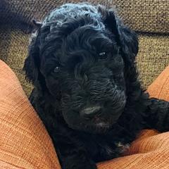 Labradoodles from The Merrry Doodle Farm