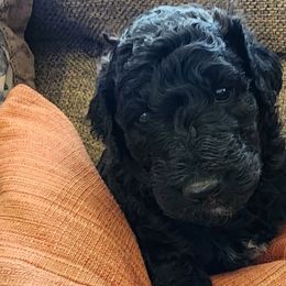 Labradoodles from The Merrry Doodle Farm