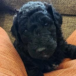 Labradoodles from The Merrry Doodle Farm