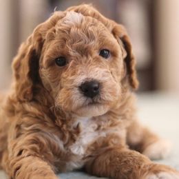 Poodles from Country Posh Poodles