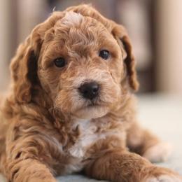Poodles from Country Posh Poodles
