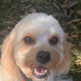 Marlee - Cavapoo