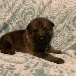 Male 7-orange - Sable male German Shepherd puppy in Effingham County, Illinois from Delaney Working Dogs