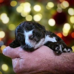 Diego - Brown male Cocker Spaniel puppy in Winston Salem, North Carolina from Cocker Cottage
