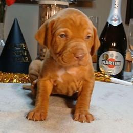 Purple - Golden rust female Vizsla puppy in Maineville, Ohio from Izabella Vizslas