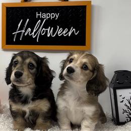 Dachshund Puppies from Legacy Lane Dachshunds