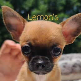 Chihuahuas from Lemon's Full of Flaws Chihuahuas
