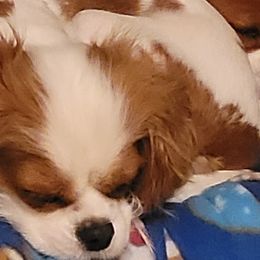 Cavalier King Charles Spaniels from Cinnamon the Cavalier King Charles