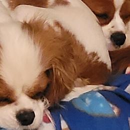 Cavalier King Charles Spaniels from Cinnamon the Cavalier King Charles