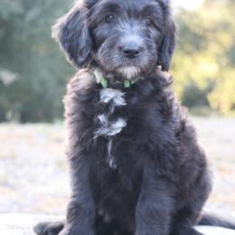 Carmel - Black and white female Sheepadoodle puppy in Claremont, California from Dots Sheepadoodles