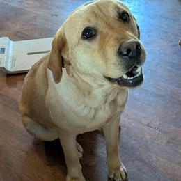 Marie - Yellow female Labrador Retriever puppy in Parma, Idaho from Campbell Valley Labradors