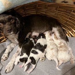 Baby girl A - Blenheim female Cavapoo puppy in Pleasant Grove, Utah from Destination Doodles