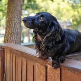 Crow - Dachshund
