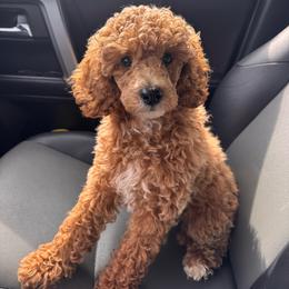 Poodle puppies from Southern Sunshine Standards